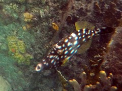 White Spotted Filefish (10